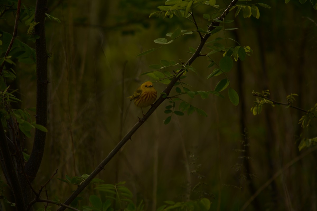 Yellow Warbler - ML619658173