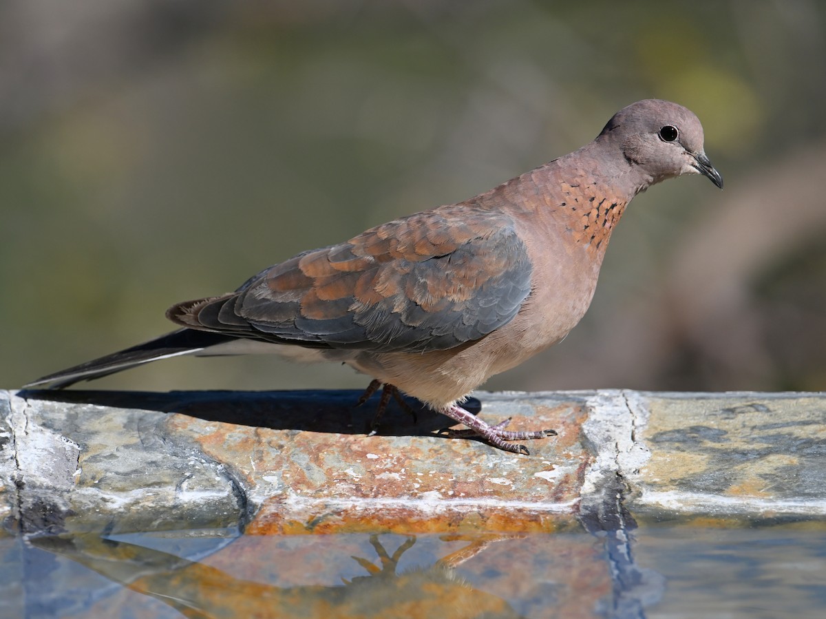 Laughing Dove - ML619658266