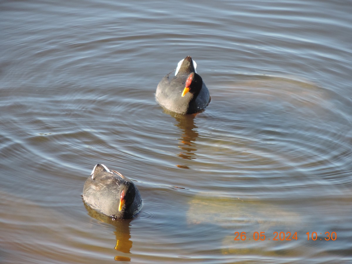 Red-fronted Coot - ML619658295