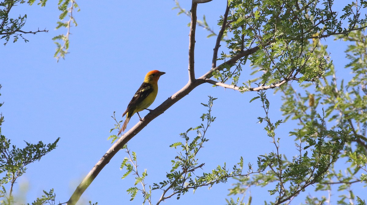 Western Tanager - ML619658296