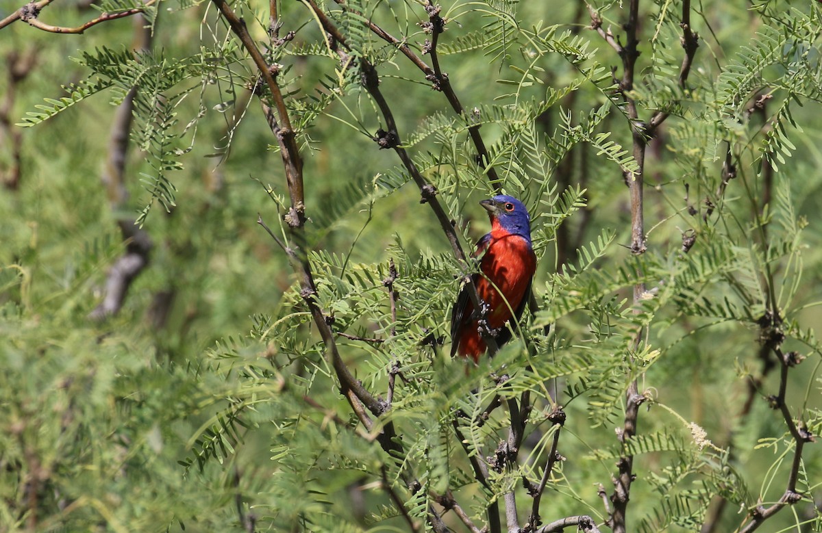Painted Bunting - ML619658300