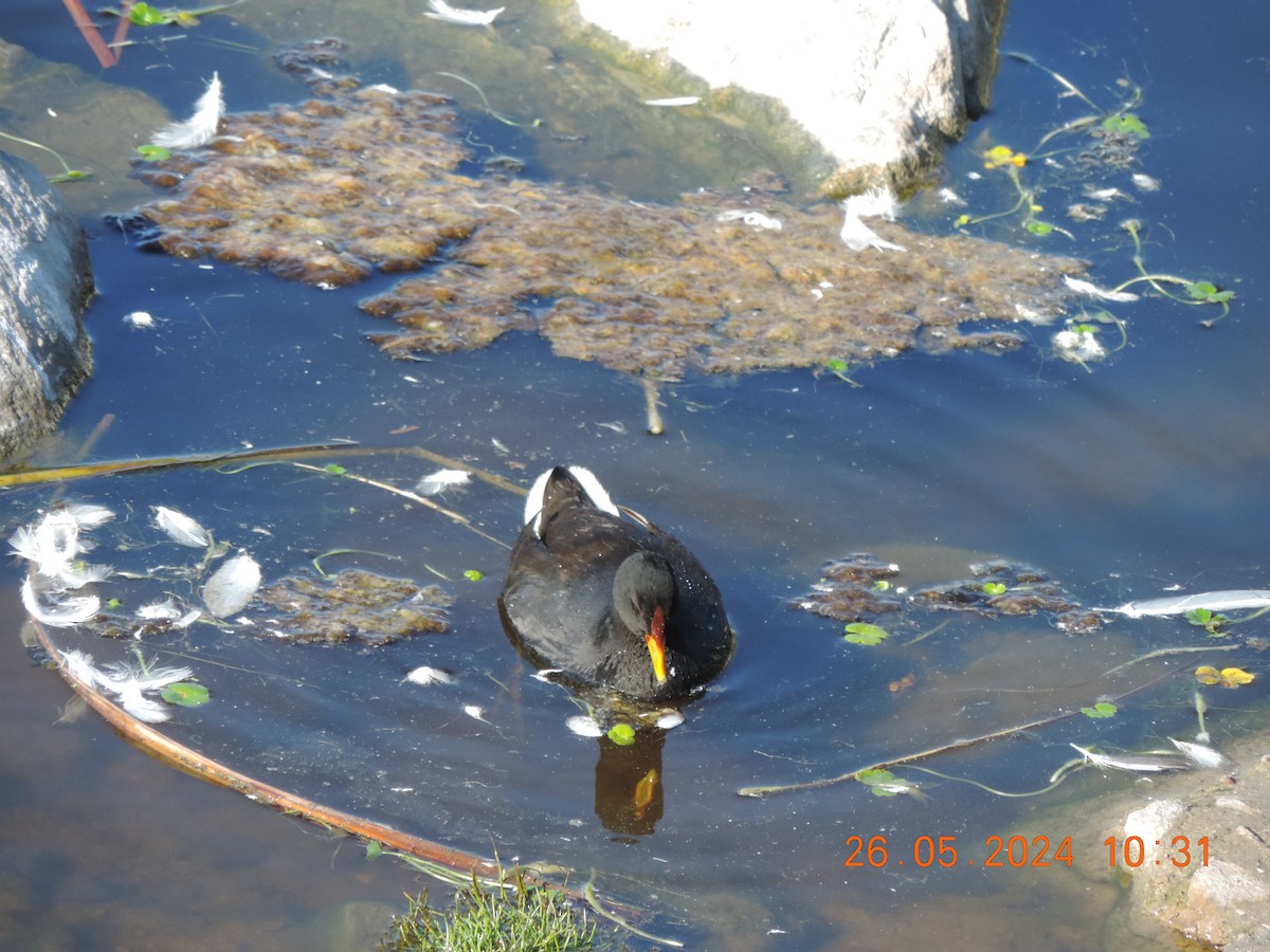 Red-fronted Coot - ML619658314