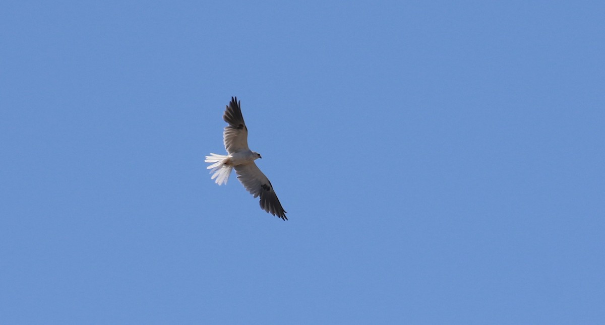 White-tailed Kite - ML619658317