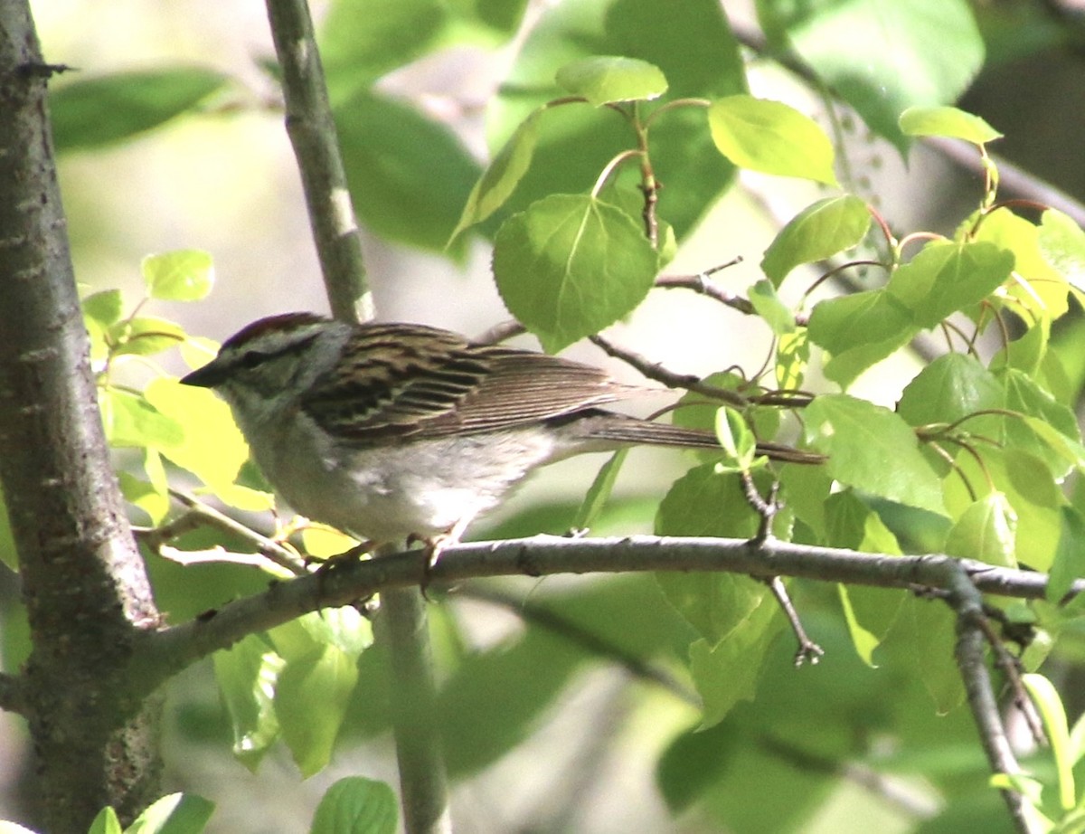 Chipping Sparrow - ML619658330