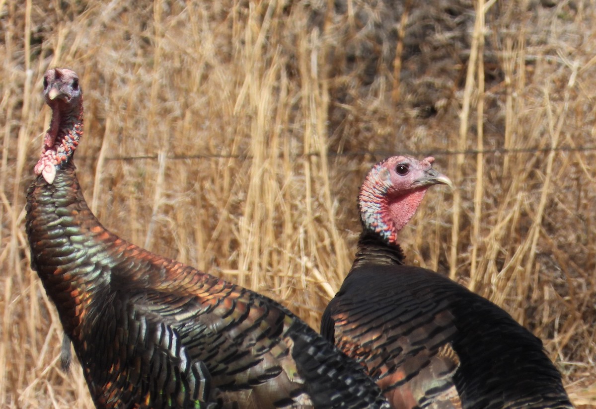 Wild Turkey - ML619658361