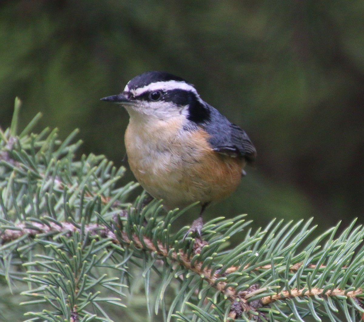 Red-breasted Nuthatch - ML619658371