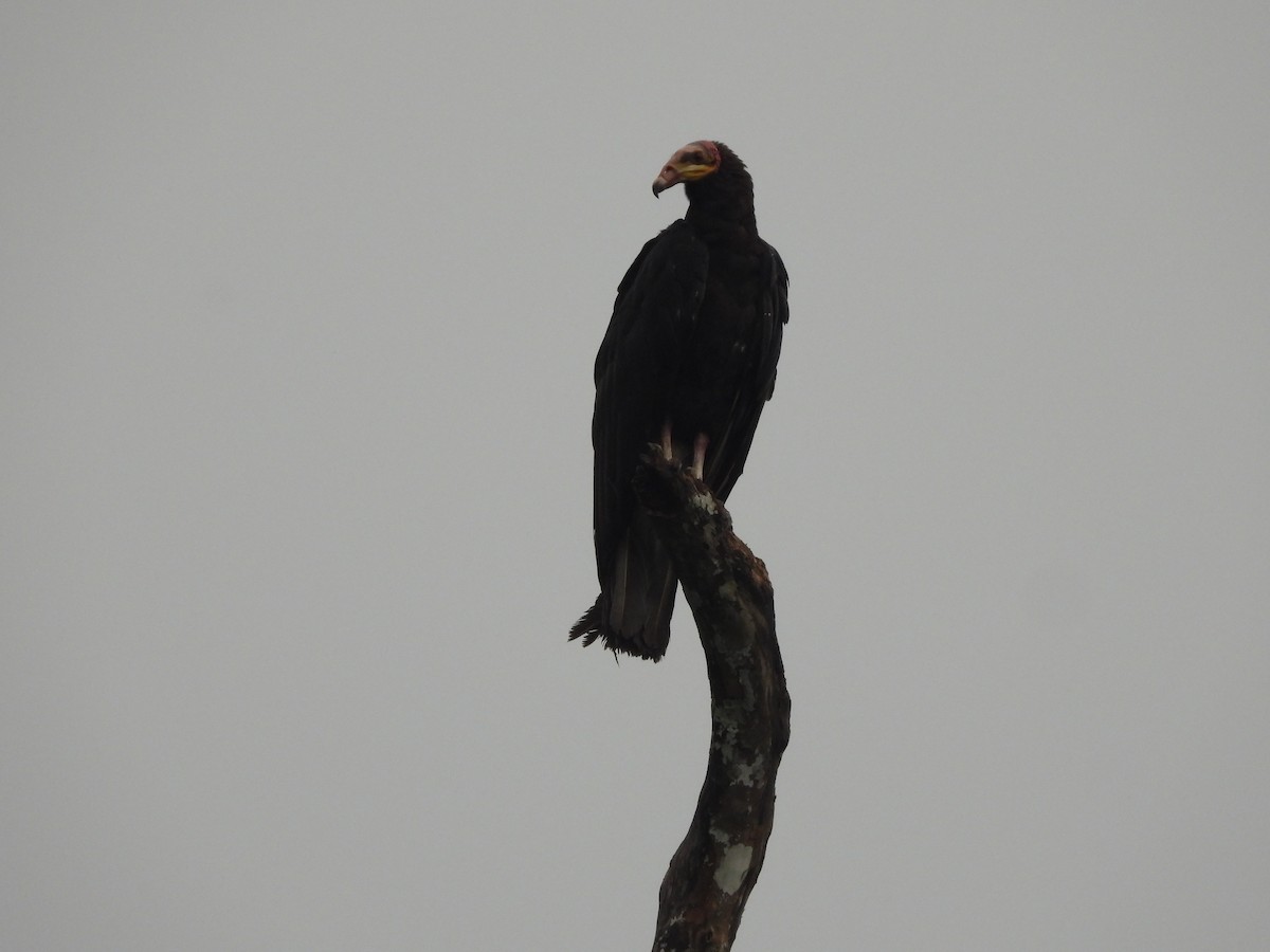 Greater Yellow-headed Vulture - ML619658434