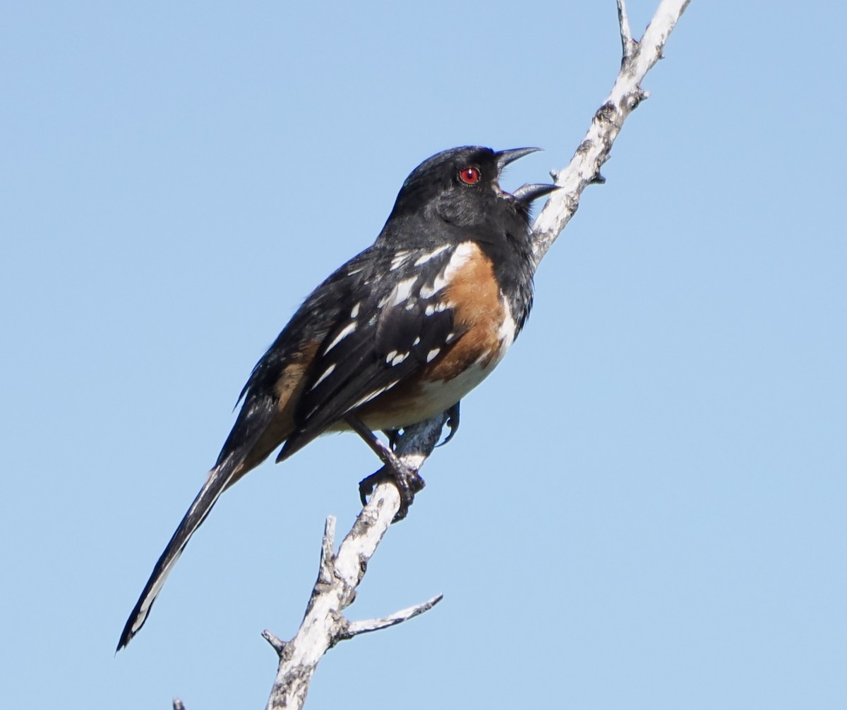 Spotted Towhee - ML619658503