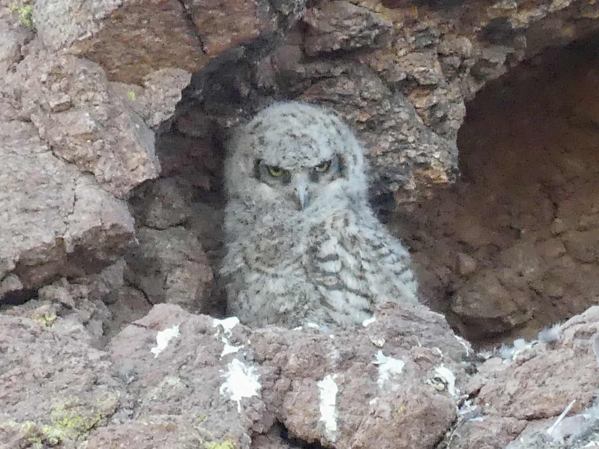 Great Horned Owl - ML619658543