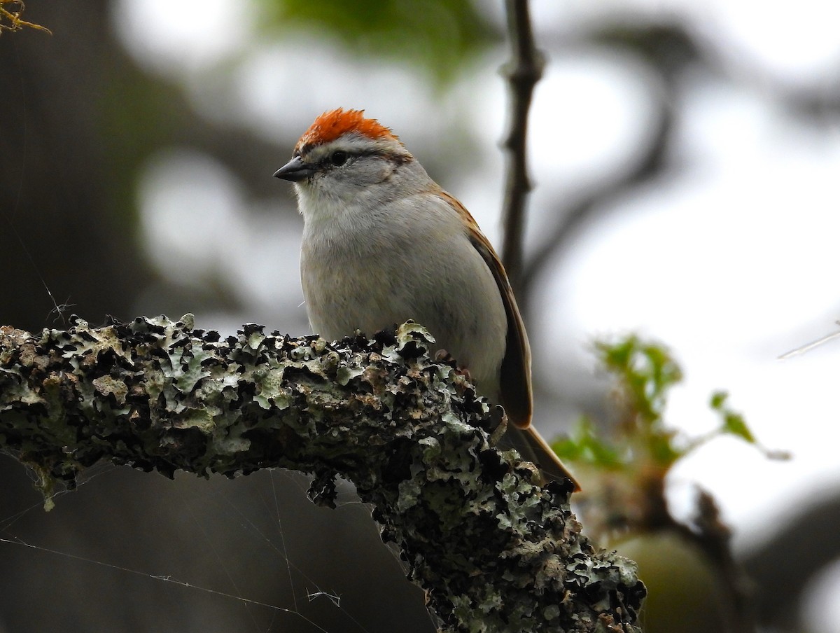 Chipping Sparrow - ML619658545