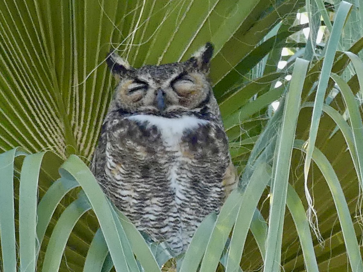 Great Horned Owl - ML619658555