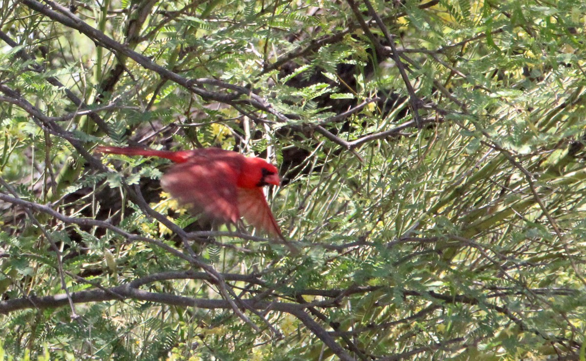 Cardinal rouge - ML619658568