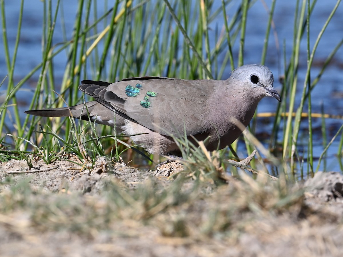 Emerald-spotted Wood-Dove - ML619658570