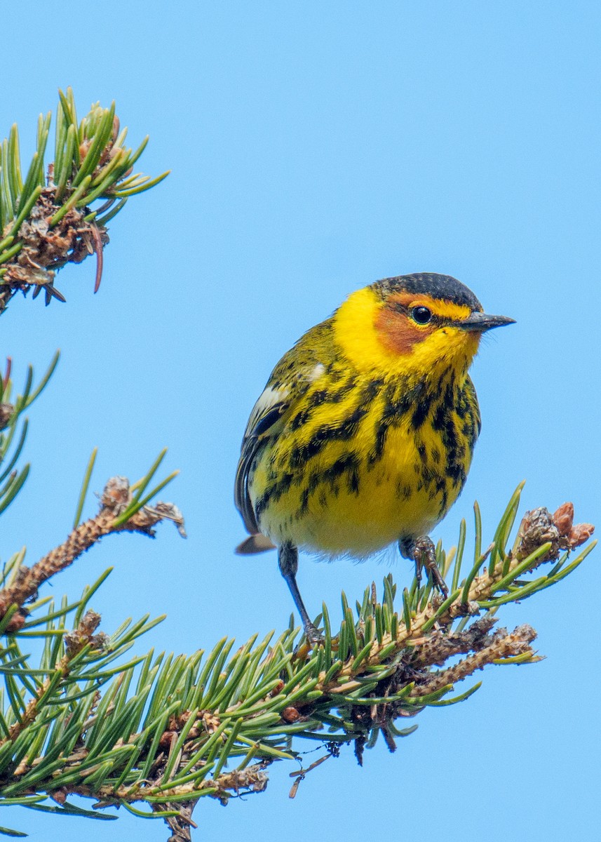Cape May Warbler - ML619658579