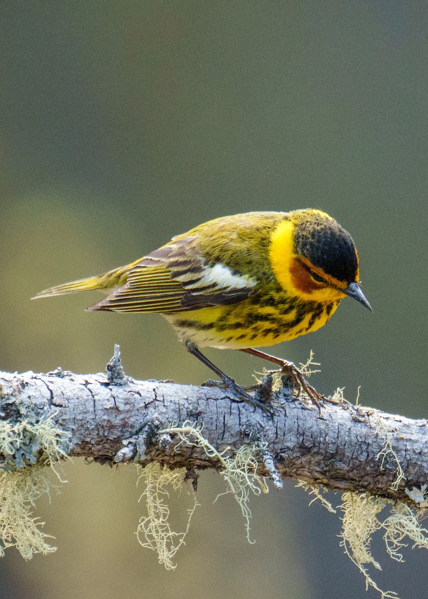 Cape May Warbler - ML619658580