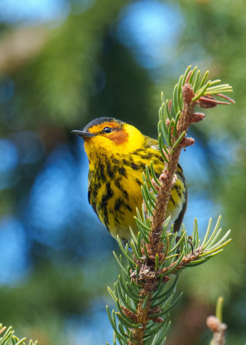 Cape May Warbler - ML619658581