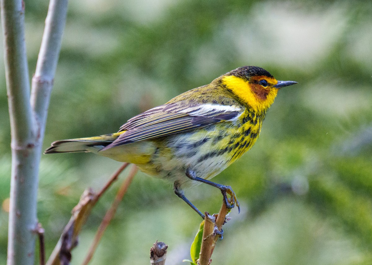 Cape May Warbler - ML619658583