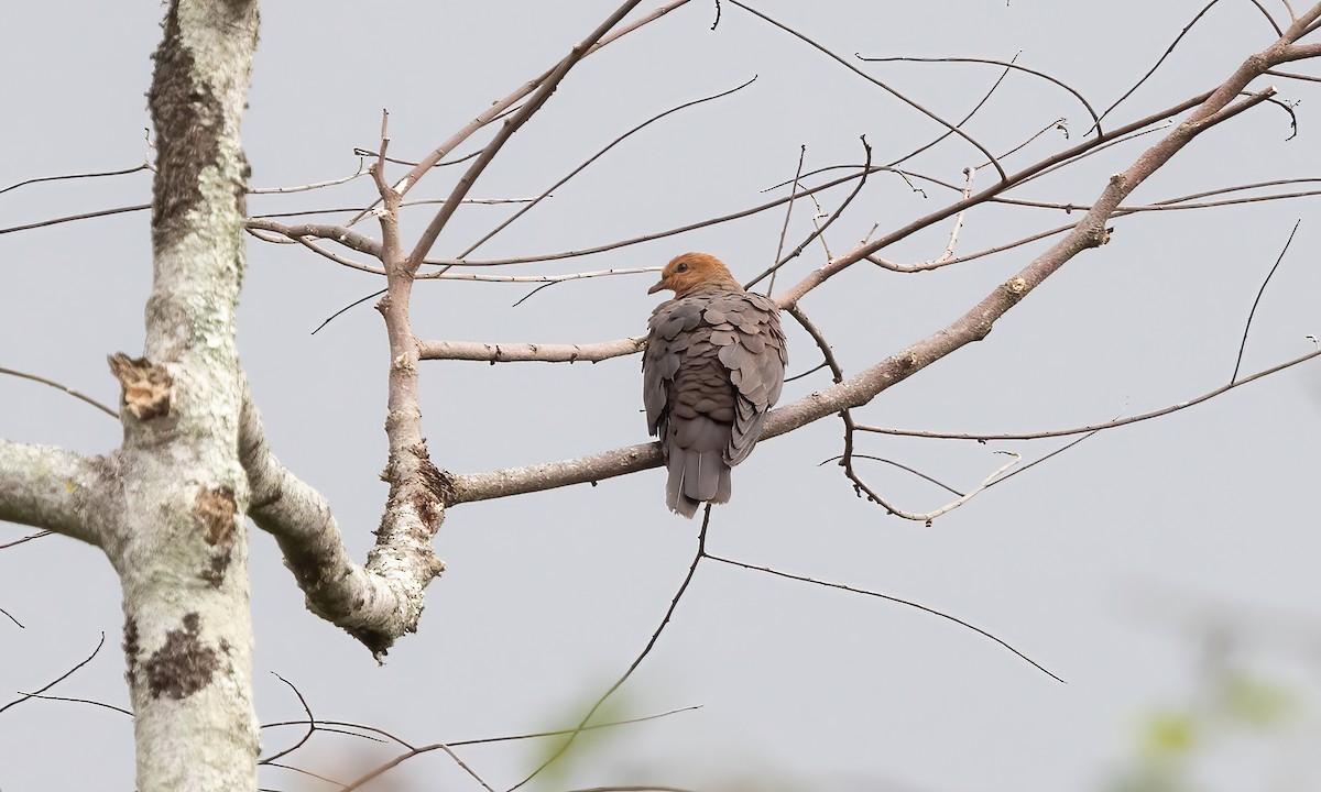 Philippine Cuckoo-Dove - ML619658635