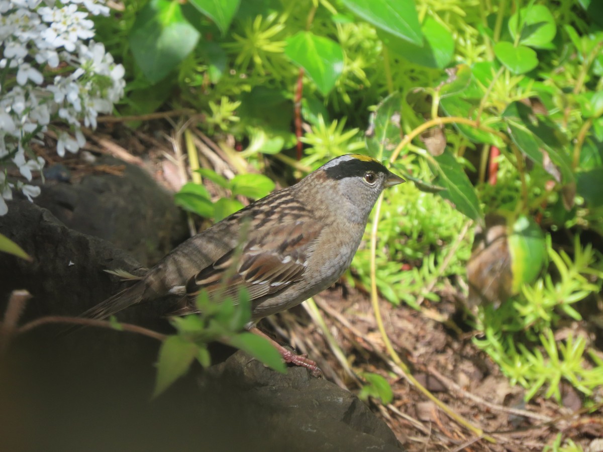 Golden-crowned Sparrow - ML619658659