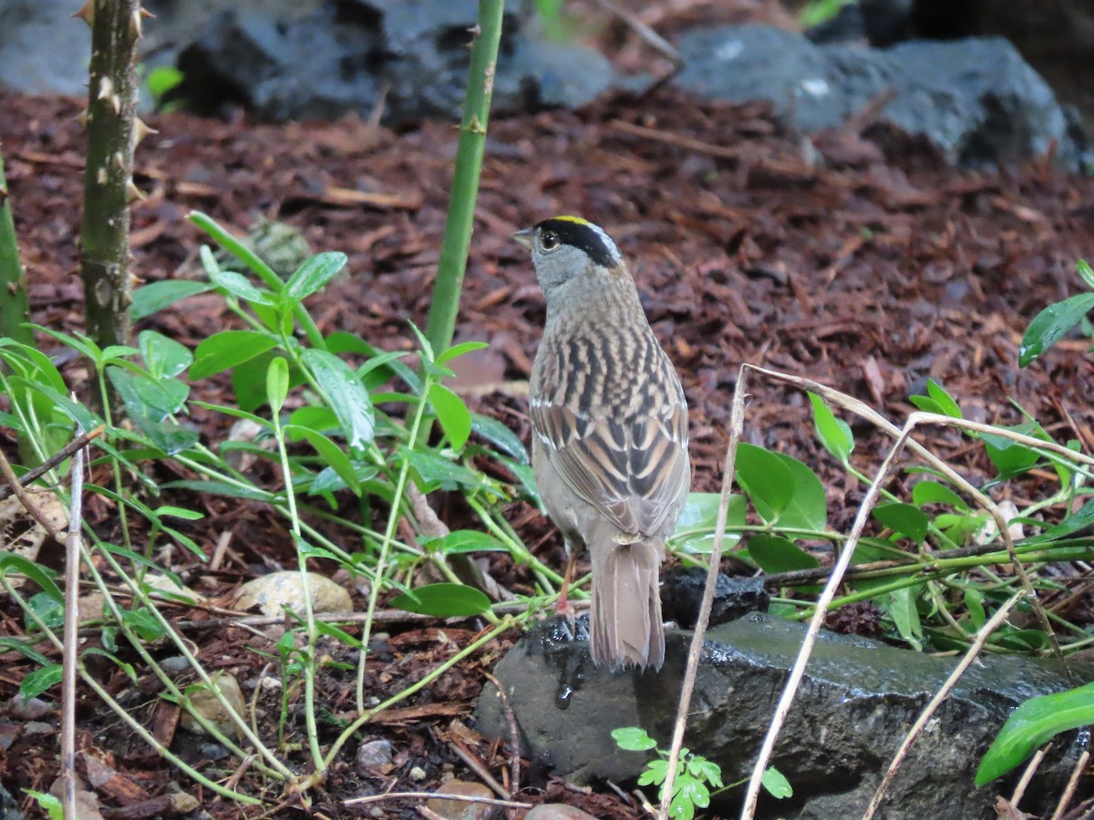 Golden-crowned Sparrow - ML619658662