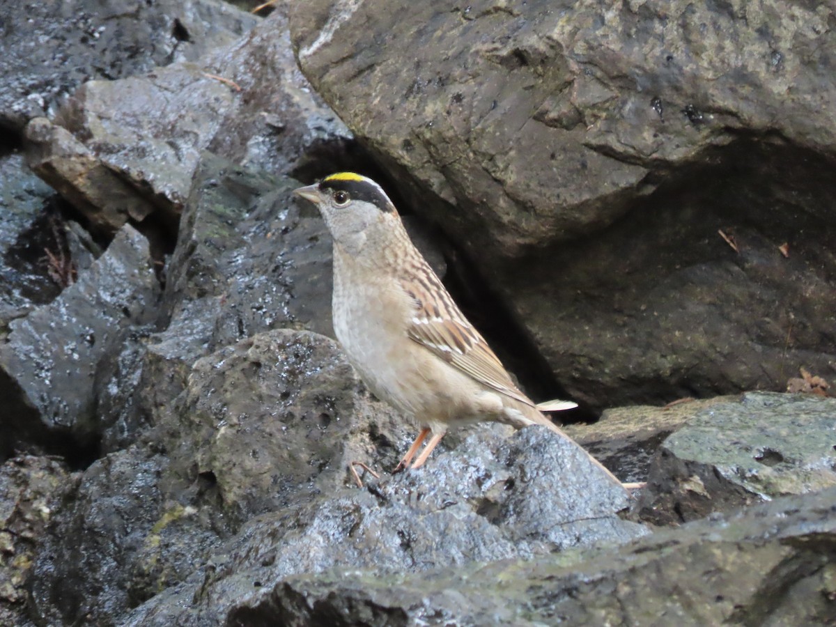 Golden-crowned Sparrow - ML619658664