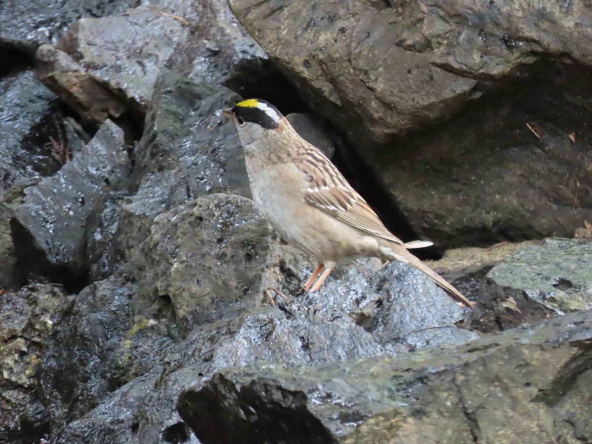 Golden-crowned Sparrow - ML619658671