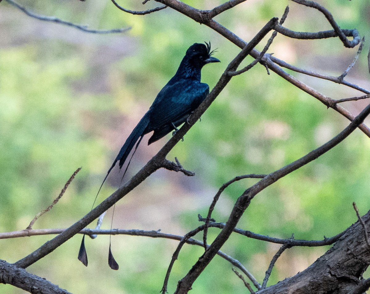 Greater Racket-tailed Drongo - ML619658731