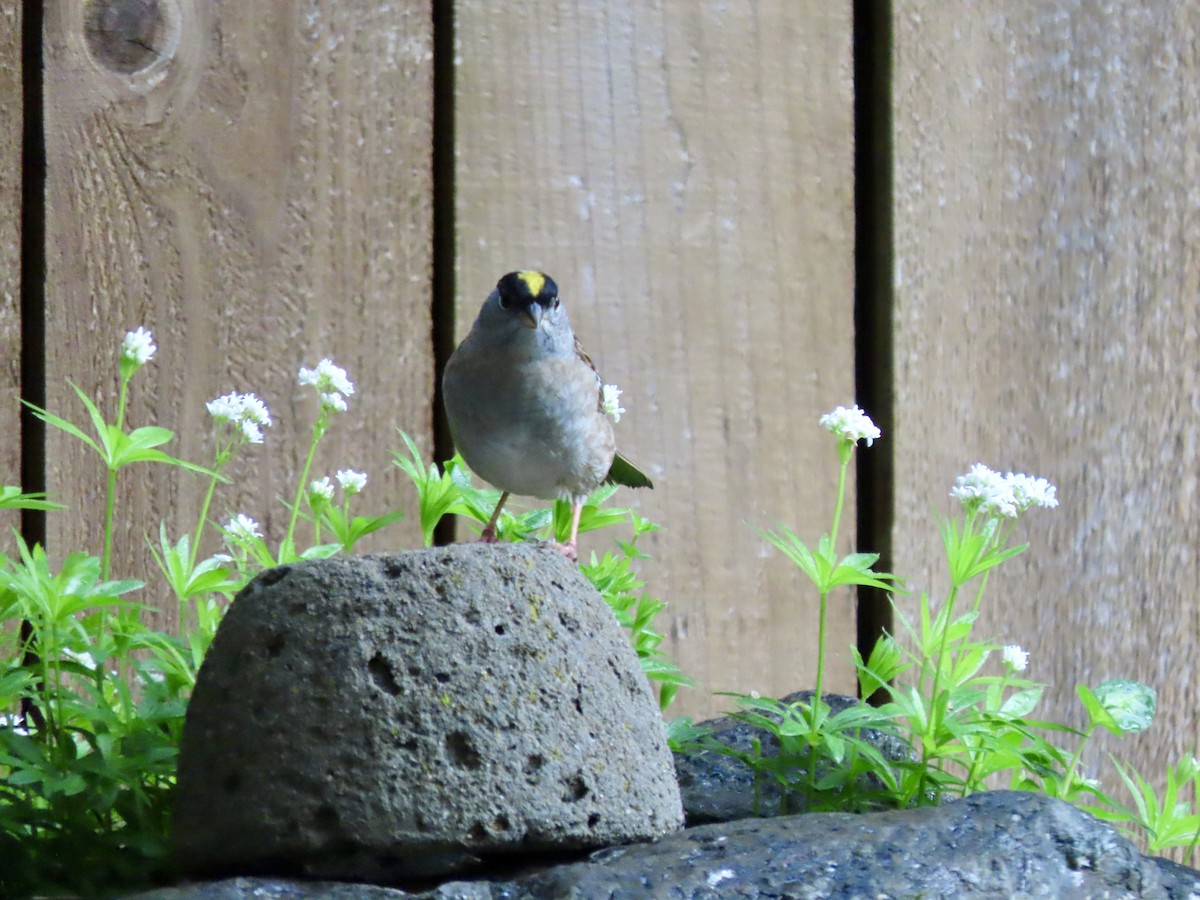 Golden-crowned Sparrow - ML619658737