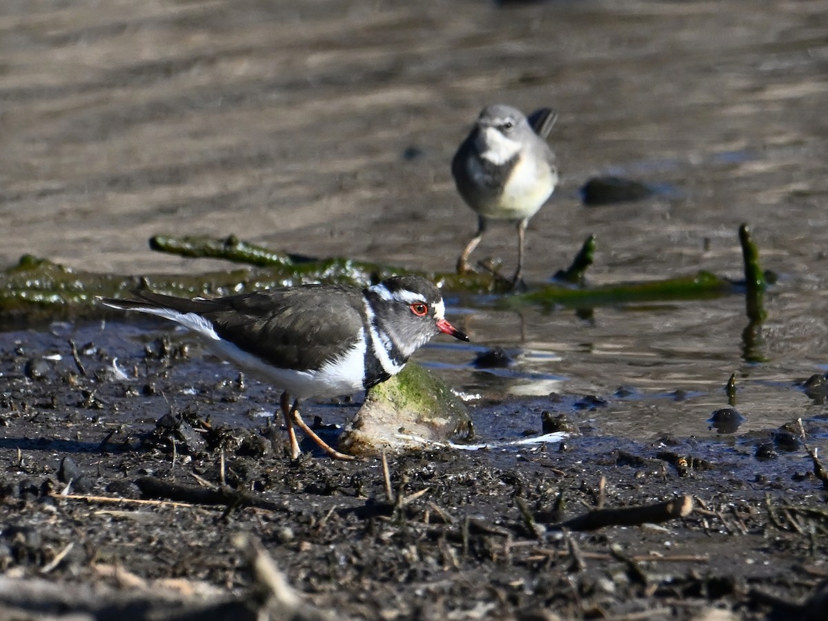 Three-banded Plover - ML619658789