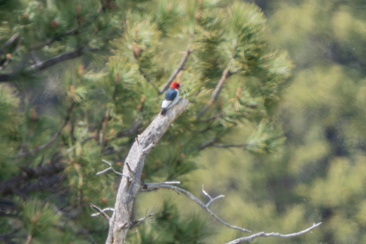 Red-headed Woodpecker - ML619658839
