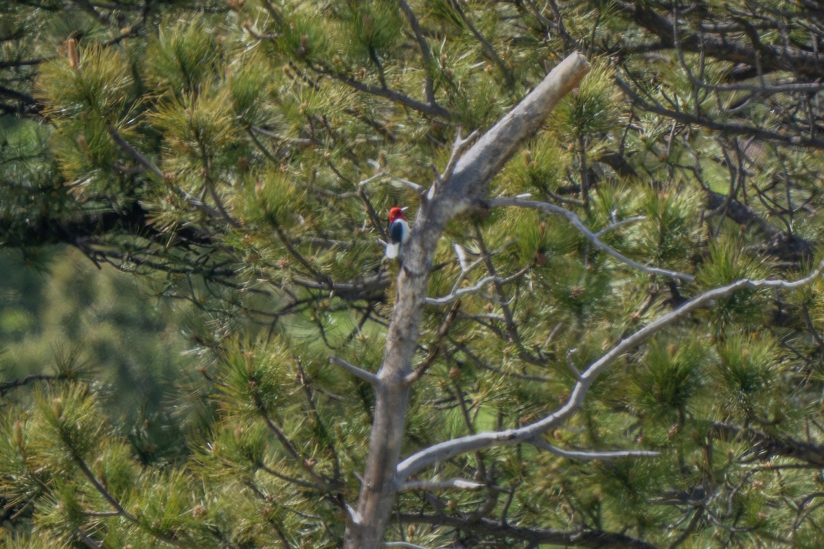 Red-headed Woodpecker - ML619658841