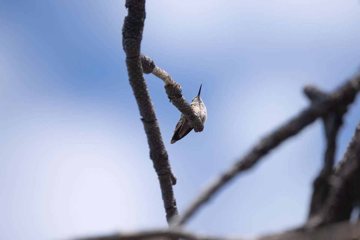 Broad-tailed Hummingbird - ML619658846