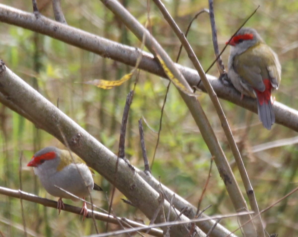 Red-browed Firetail - ML619658946
