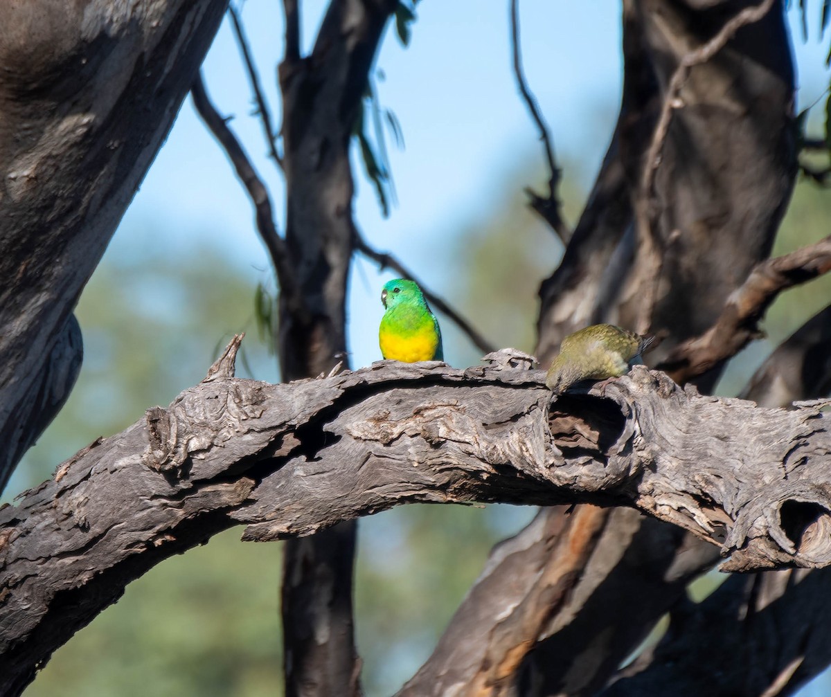 Red-rumped Parrot - ML619658952