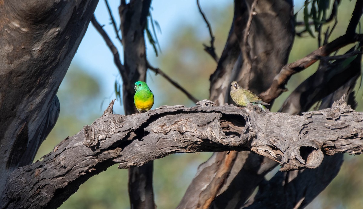 Red-rumped Parrot - ML619658953