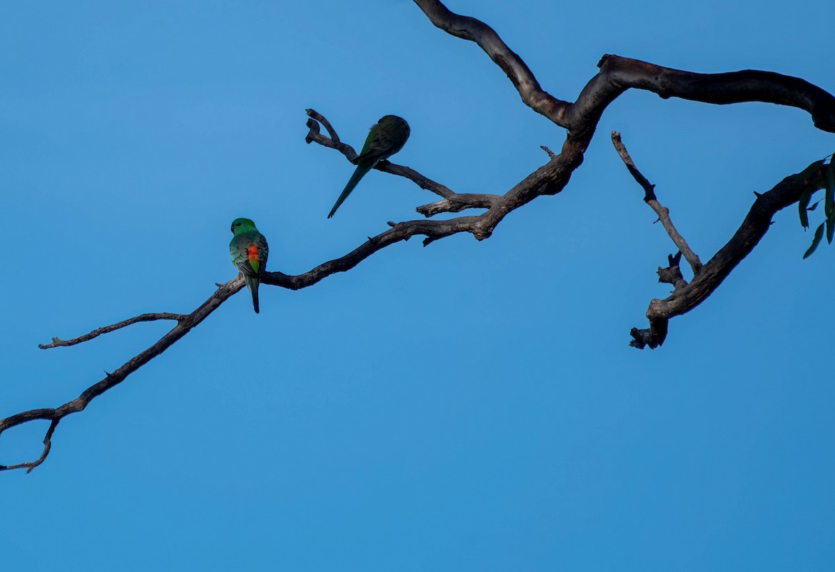 Red-rumped Parrot - ML619658955