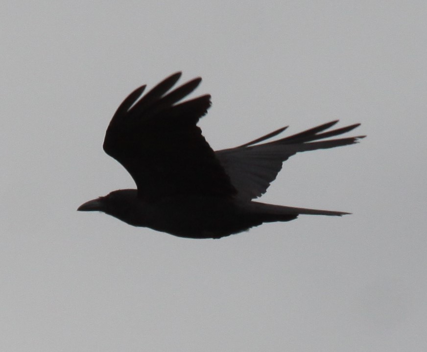 Australian Raven - ML619659009