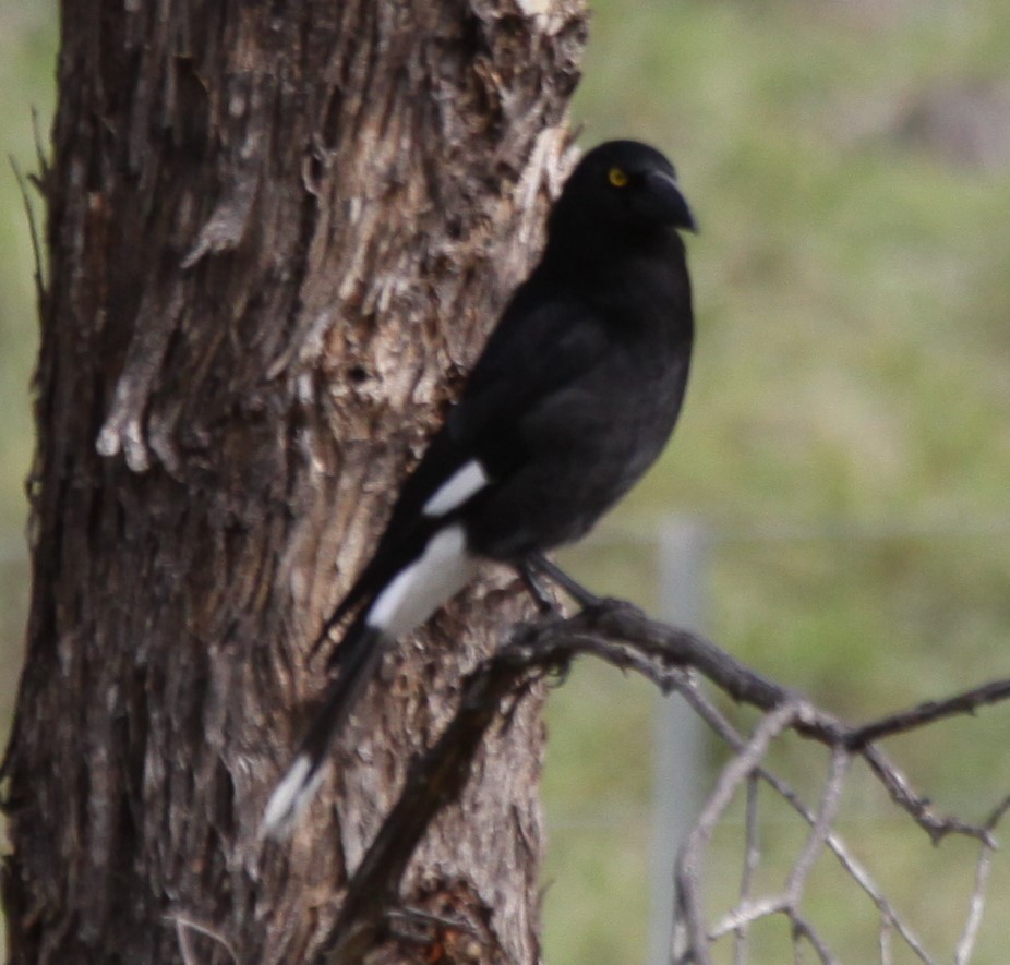 Pied Currawong - ML619659019