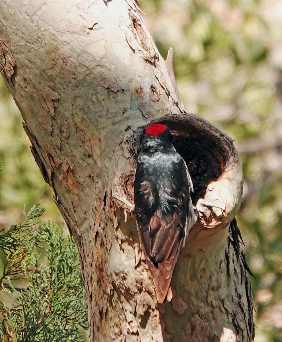 Acorn Woodpecker - ML619659029