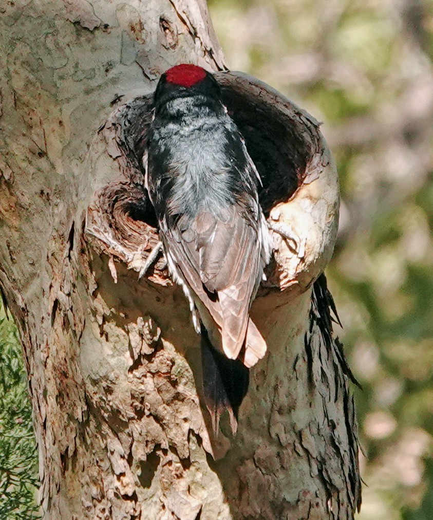 Acorn Woodpecker - ML619659034
