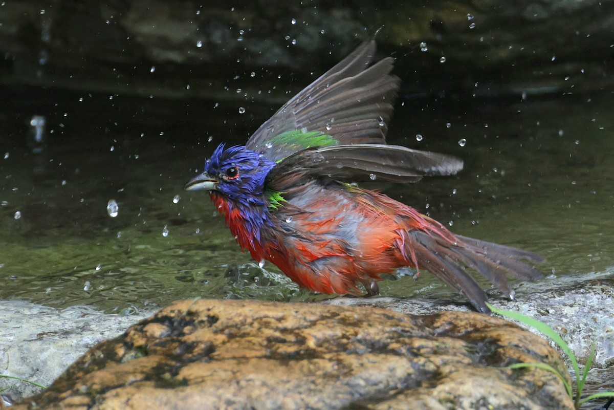 Painted Bunting - ML619659035