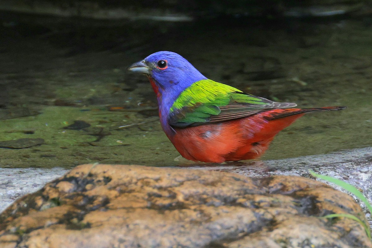 Painted Bunting - ML619659037