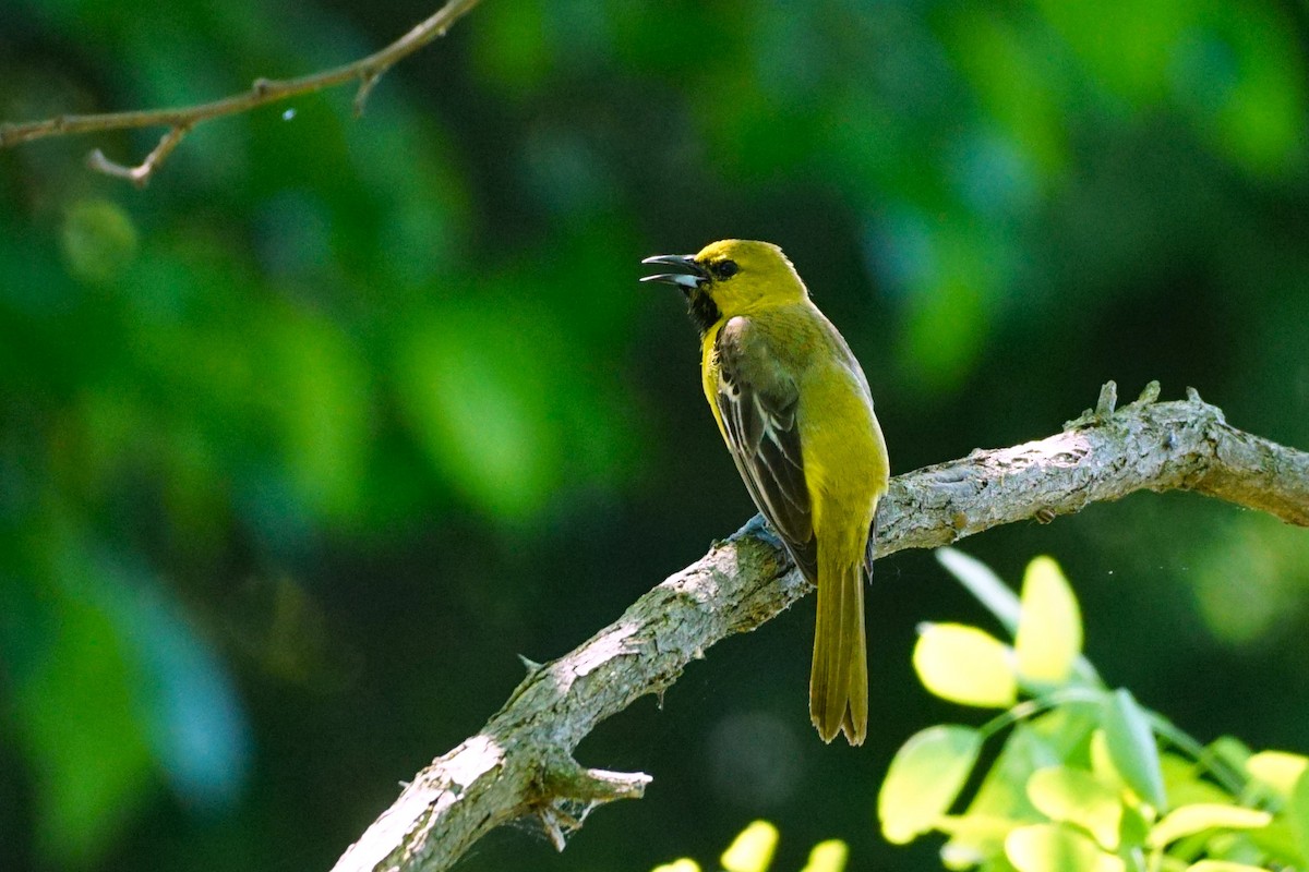 Orchard Oriole - ML619659045