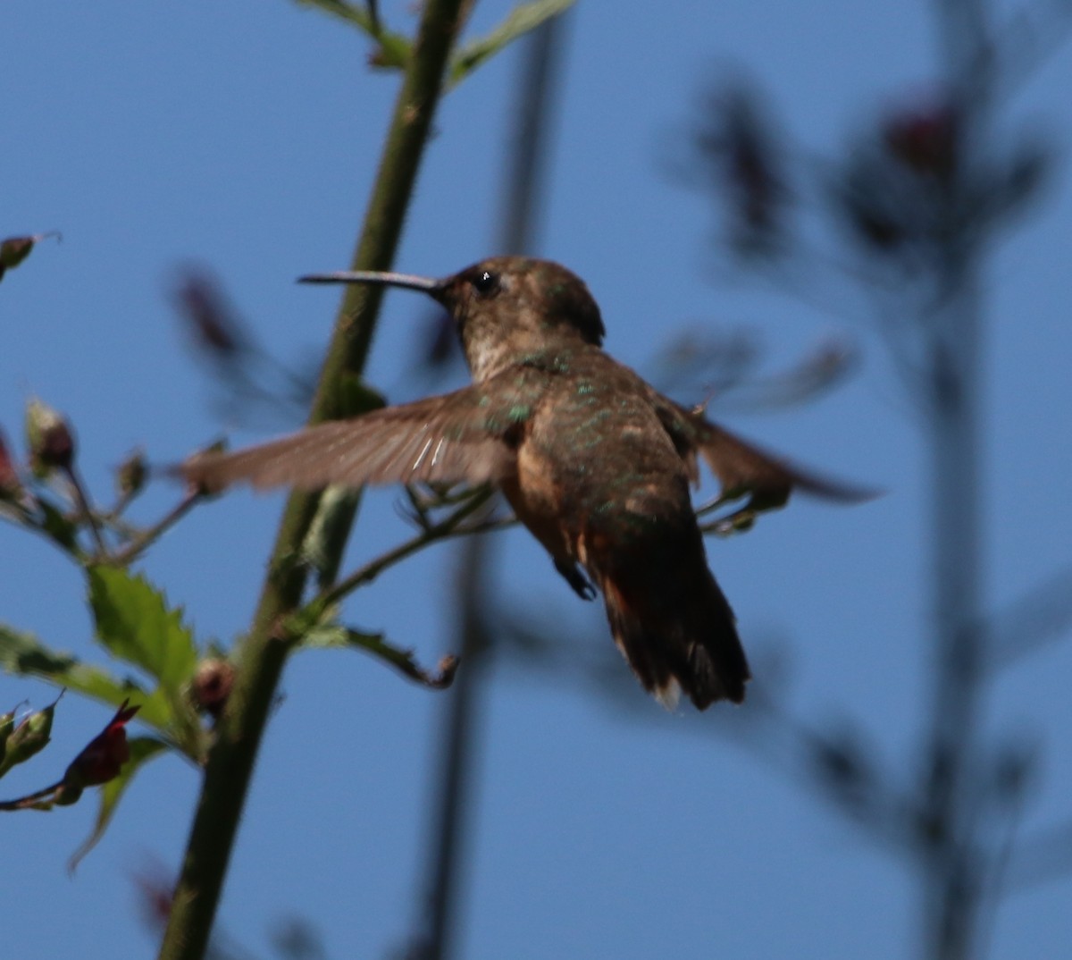 Allen's Hummingbird - ML619659065