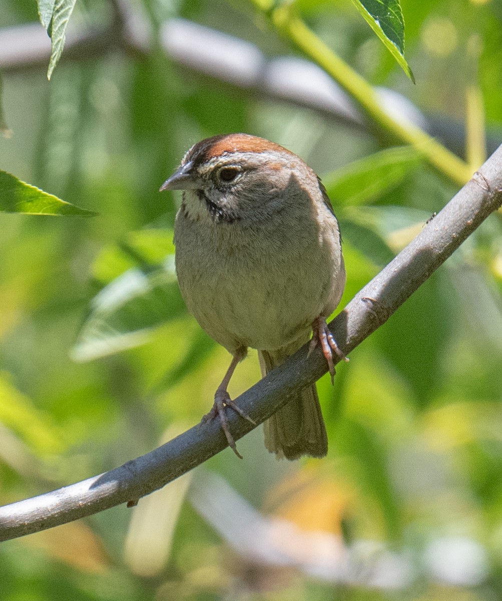 Rufous-crowned Sparrow - ML619659073
