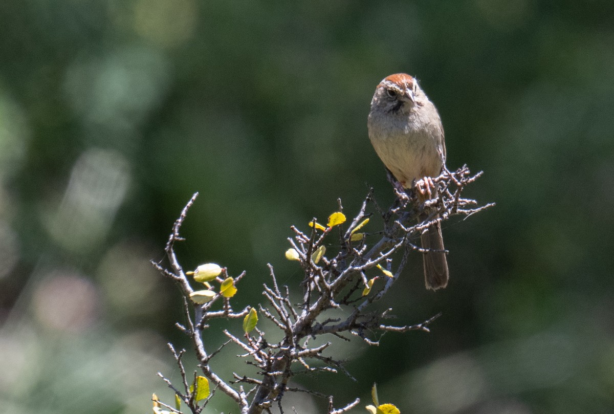 Rufous-crowned Sparrow - ML619659075