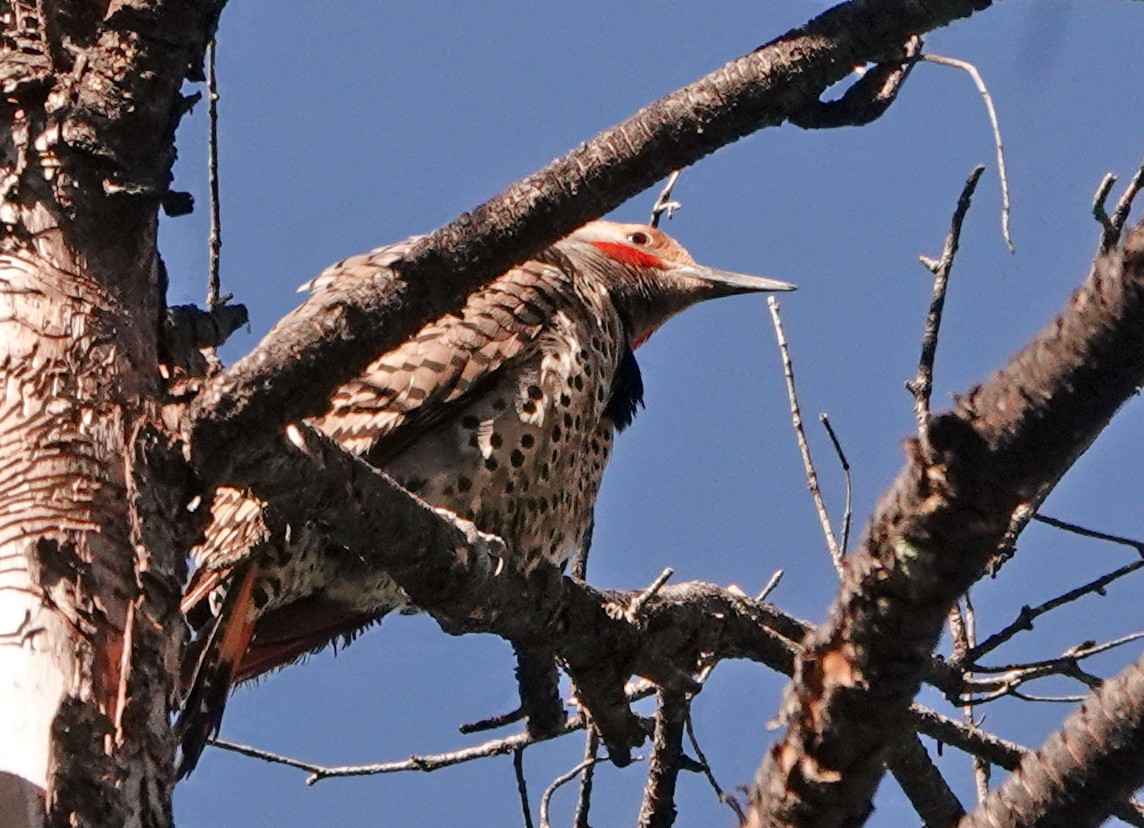 Northern Flicker (Red-shafted) - ML619659101