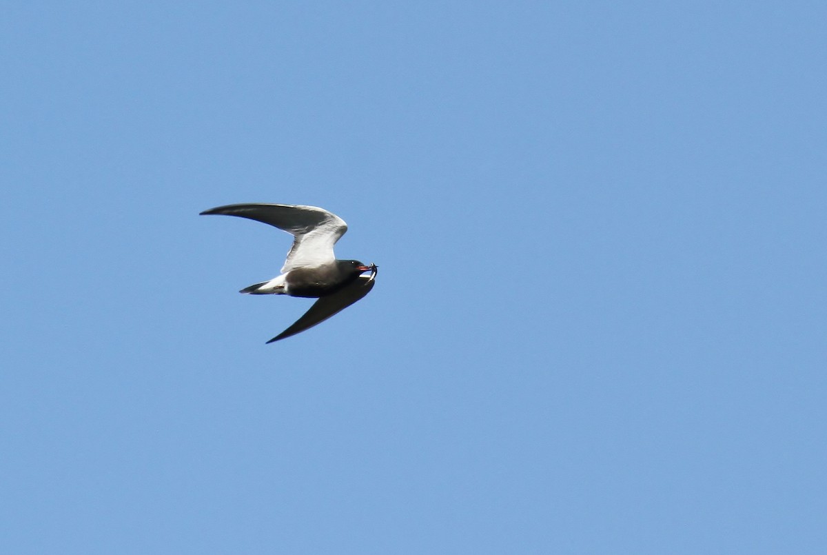 Black Tern - ML619659164