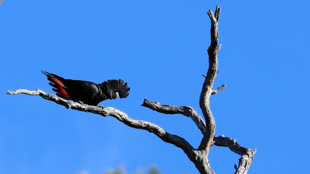 Red-tailed Black-Cockatoo - ML619659240