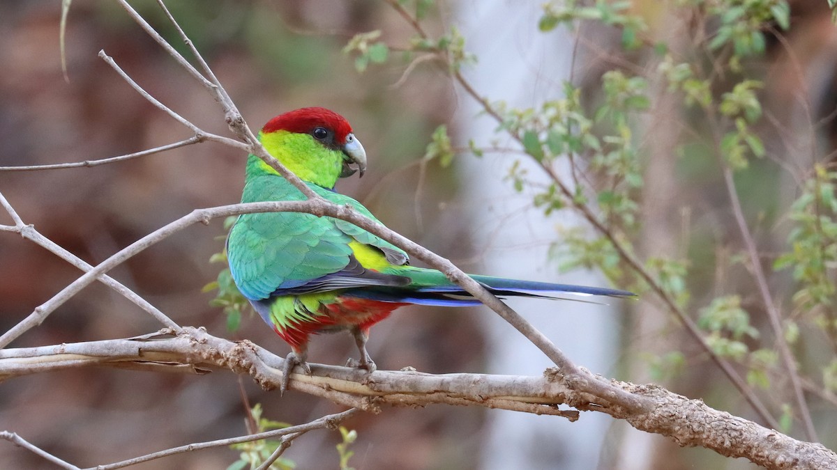 Red-capped Parrot - ML619659268